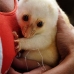cuscus_nusalavu_v_0705_0067.jpg
